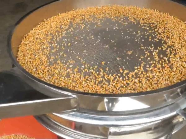 Corn is placed on the sieve screen for sieving.